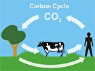 هر آنچه باید در مورد «چرخه کربن» بدانید!