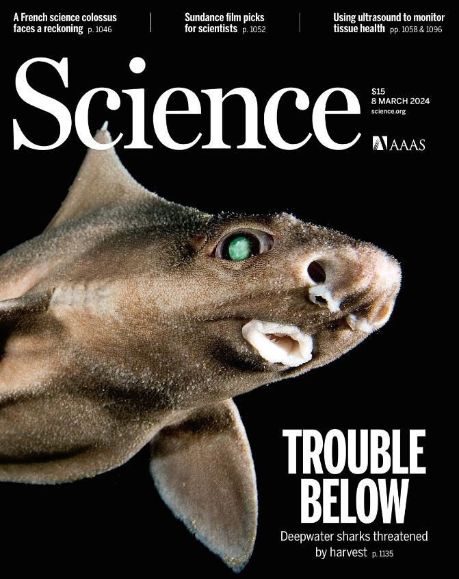 هفته دوم مارس؛ از تهدیدهای تغییر اقلیم تا خطر انقراض کوسهها هفته دوم مارس؛ از تهدیدهای تغییر اقلیم تا خطر انقراض کوسهها