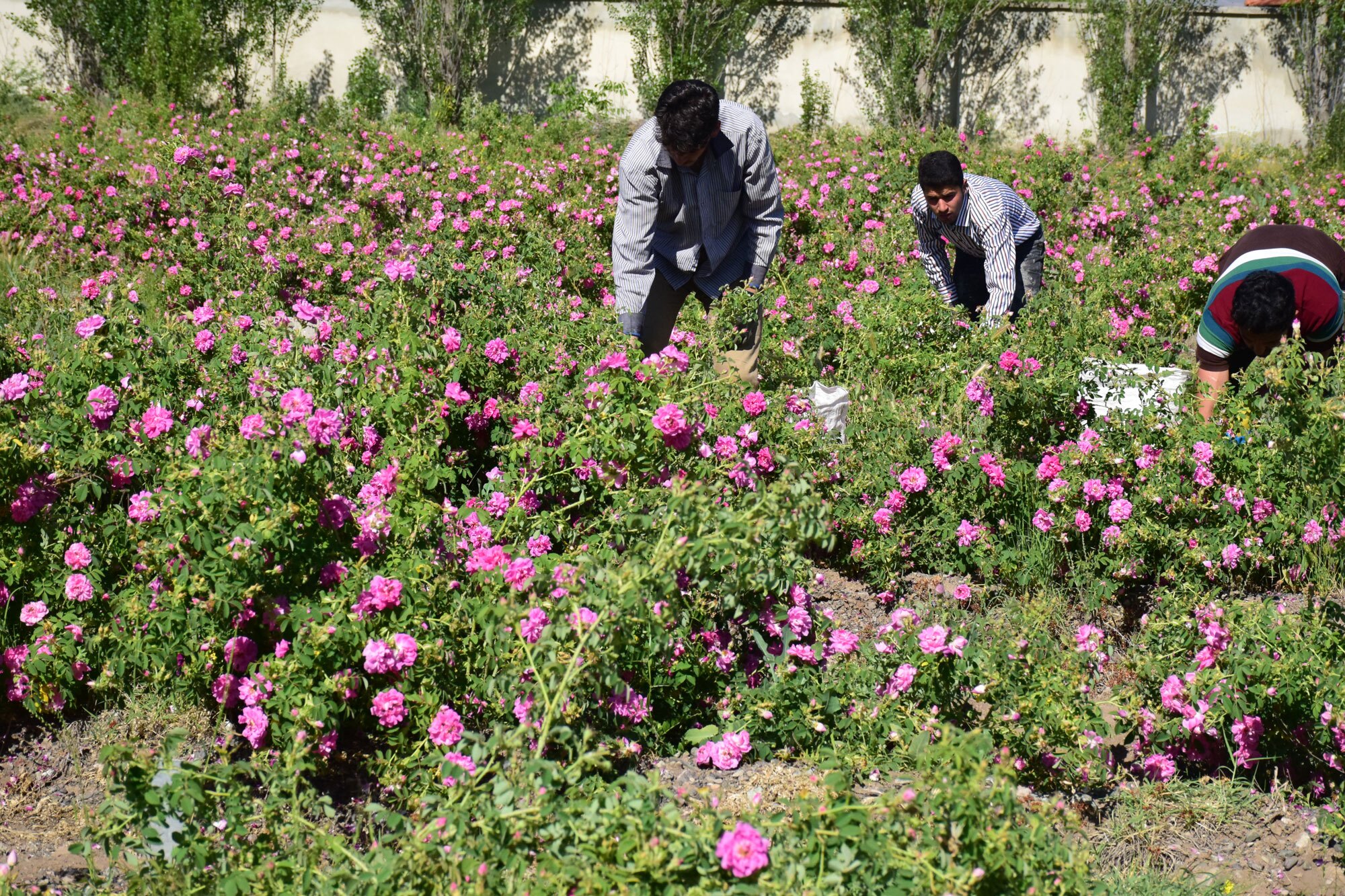 مصاحبه عید////////خوی//دکتر عبداله‌زاده رئیس واحد خوی