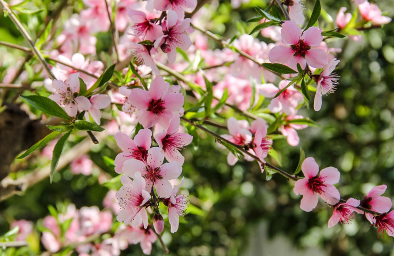 اعمال مستحبی عید نوروز چگونه است؟