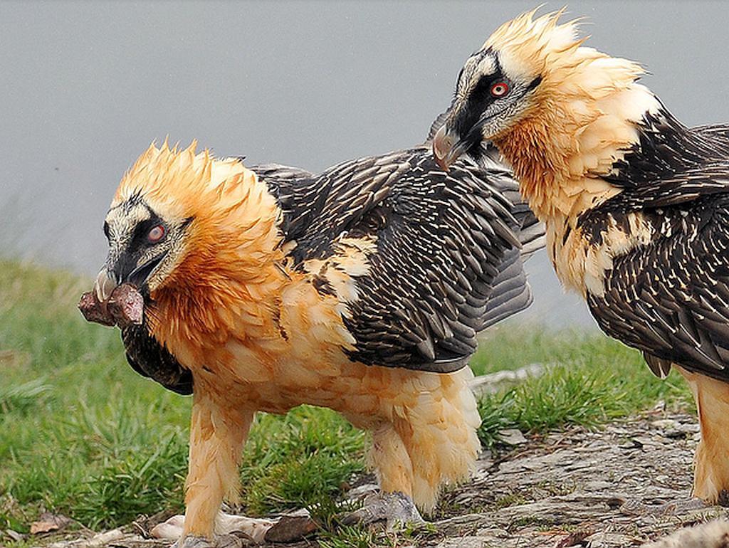 از پرنده هما چه میدانیم؟ از پرنده هما چه میدانیم؟