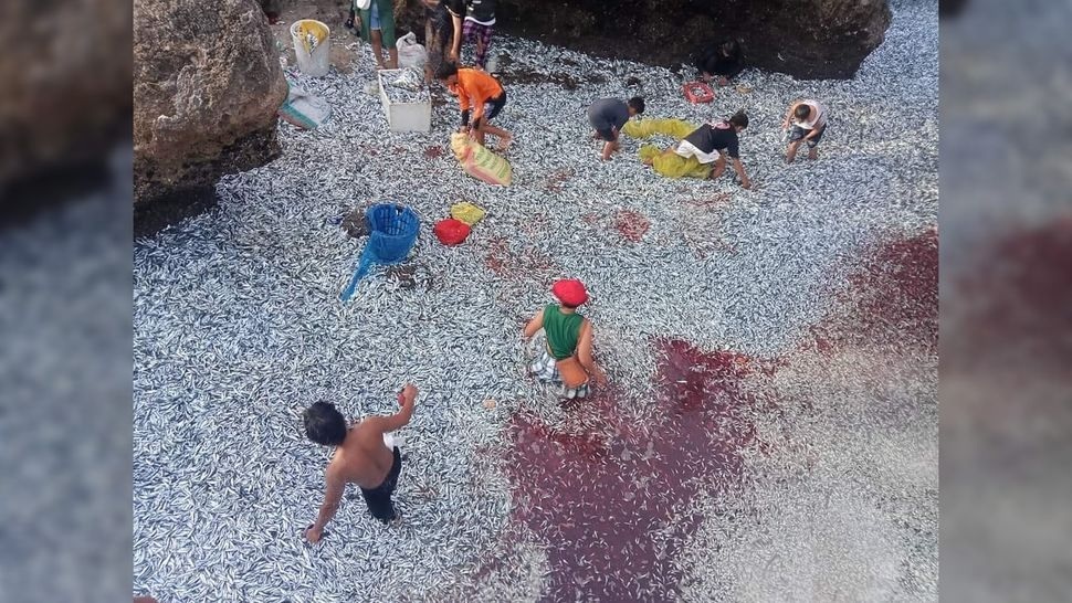 فراچاهش: دلیل حادثۀ عجیب بیرون پریدن ماهیها از آب فراچاهش: دلیل حادثۀ عجیب بیرون پریدن ماهیها از آب