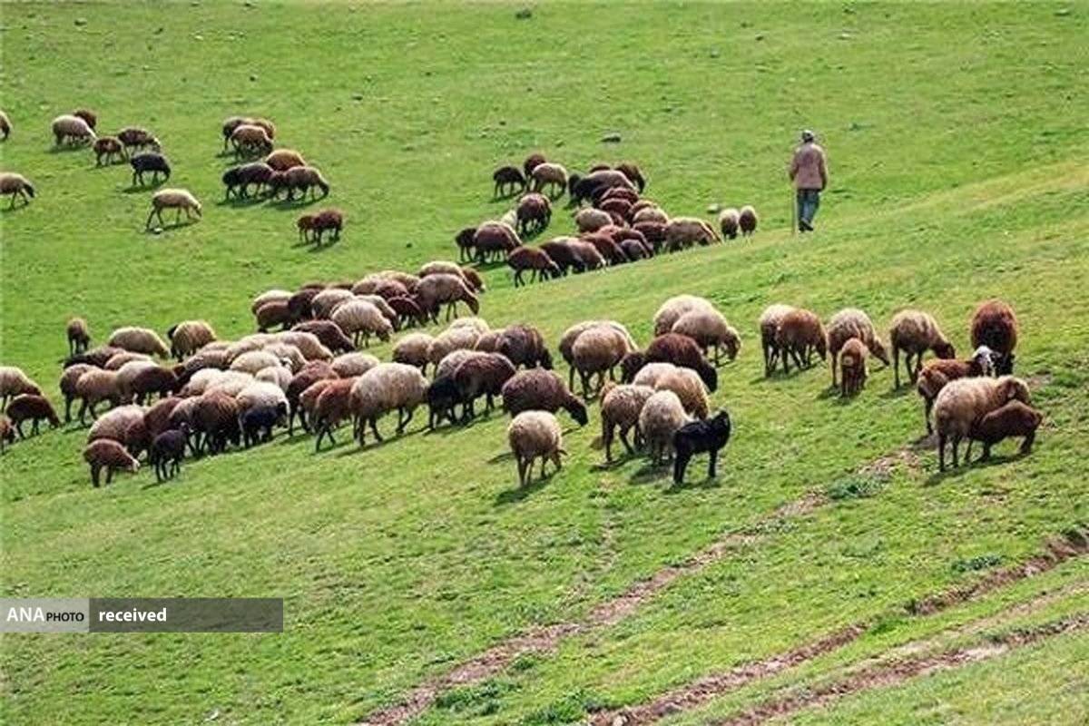 جلوگیری از ورود دام غیر مجاز به منطقه حفاظت شده البرز مرکزی