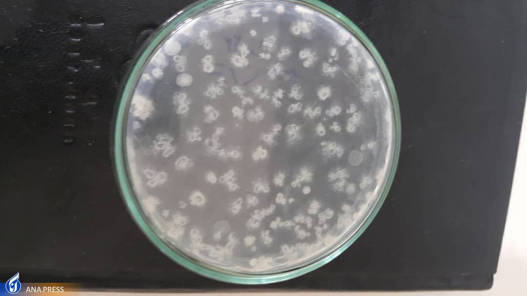 حذف نگهدارنده‌های شیمیایی از صنایع غذایی با فناوری پلاسمای سرد