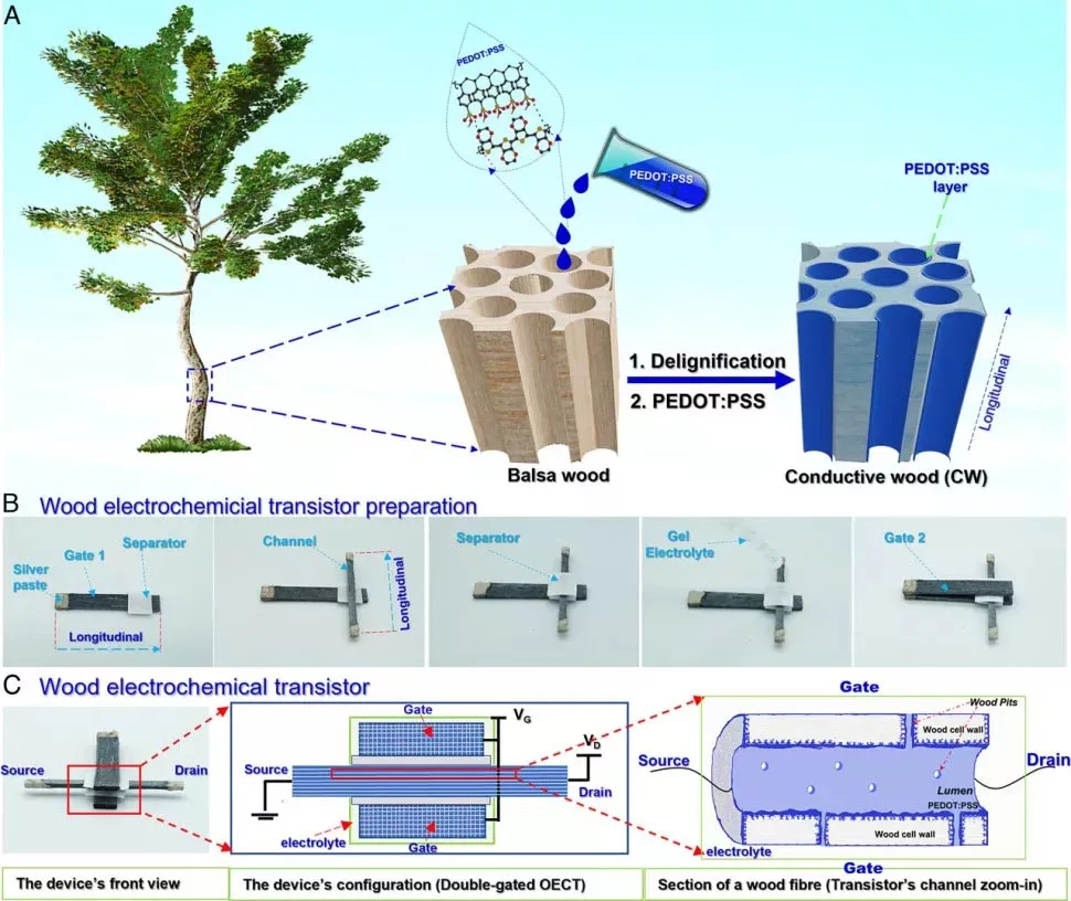 اولین ترانزیستور چوبی جهان ساخته شد اولین ترانزیستور چوبی جهان ساخته شد
