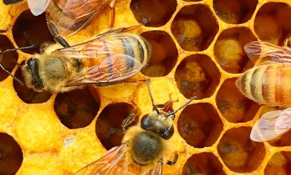 زهر زنبور عملکردی مشابه آنتی‌بیوتیک دارد