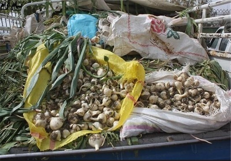 سودجویان به تاراج گیاهان دشتی ایران مشغولند سودجویان به تاراج گیاهان دشتی ایران مشغولند