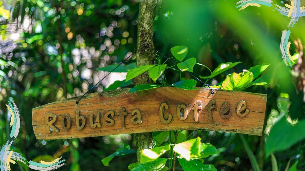 تفاوتهای قهوه عربیکا و روبوستا چیست؟ تفاوتهای قهوه عربیکا و روبوستا چیست؟
