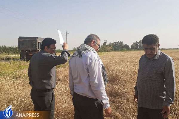 رکورد جدید در برداشت گندم از مزرعه ۱۶ هکتاری ملاثانی/۶۶ هزار و ۷۰۰ کیلوگرم گندم درجه یک برداشت شد رکورد جدید در برداشت گندم از مزرعه ۱۶ هکتاری ملاثانی/۶۶ هزار و ۷۰۰ کیلوگرم گندم درجه یک برداشت شد