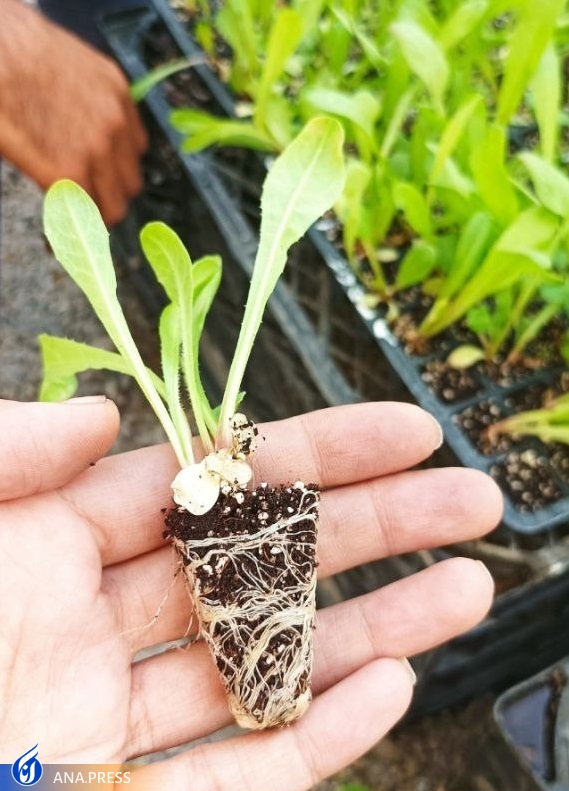 تولید محصولات بیولوژیک نیازمند حمایت جدی دولت و بخش خصوصی تولید محصولات بیولوژیک نیازمند حمایت جدی دولت و بخش خصوصی