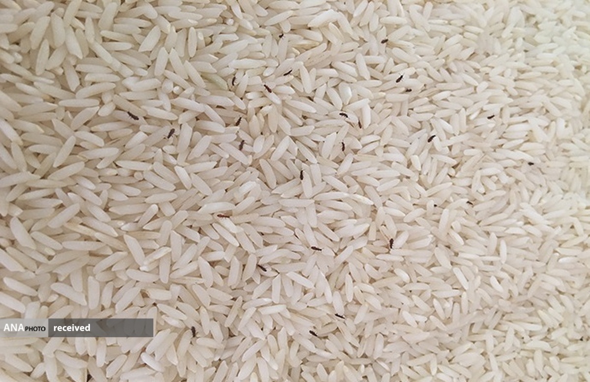 قرص ضد شپشه برنج و حبوبات؛ جایگزینی مناسب برای یک ترکیب سمی