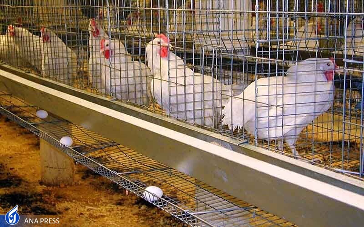 گوشت مرغ و تخم‌مرغ هیچگونه افزایش قیمتی ندارد
