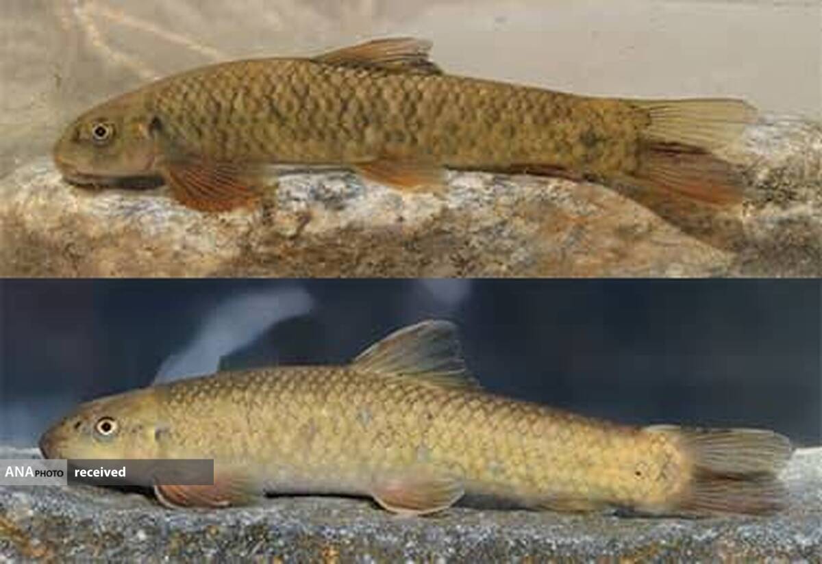 کشف و نامگذاری یک گونه ماهی ۱۲ میلیون ساله به نام یک جانباز شیمیایی