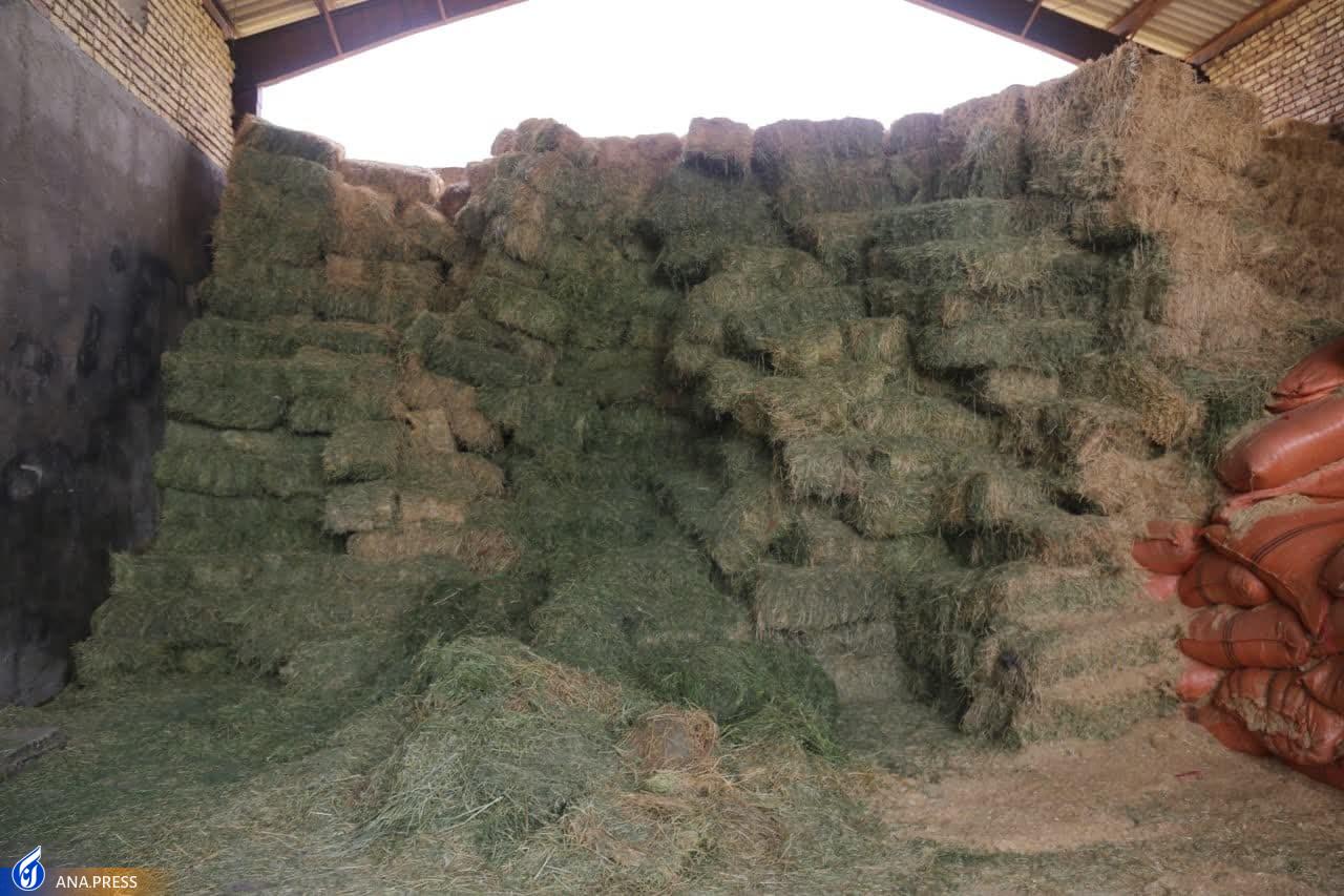 دامپروری و کشاورزی دانشگاه آزاد اسلامی واحد کرمانشاه