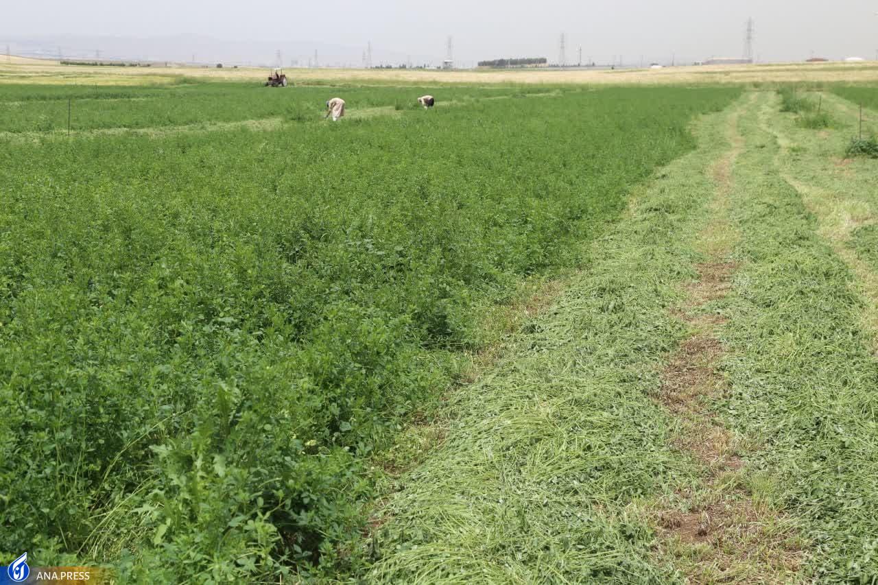 دامپروری و کشاورزی دانشگاه آزاد اسلامی واحد کرمانشاه دامپروری و کشاورزی دانشگاه آزاد اسلامی واحد کرمانشاه