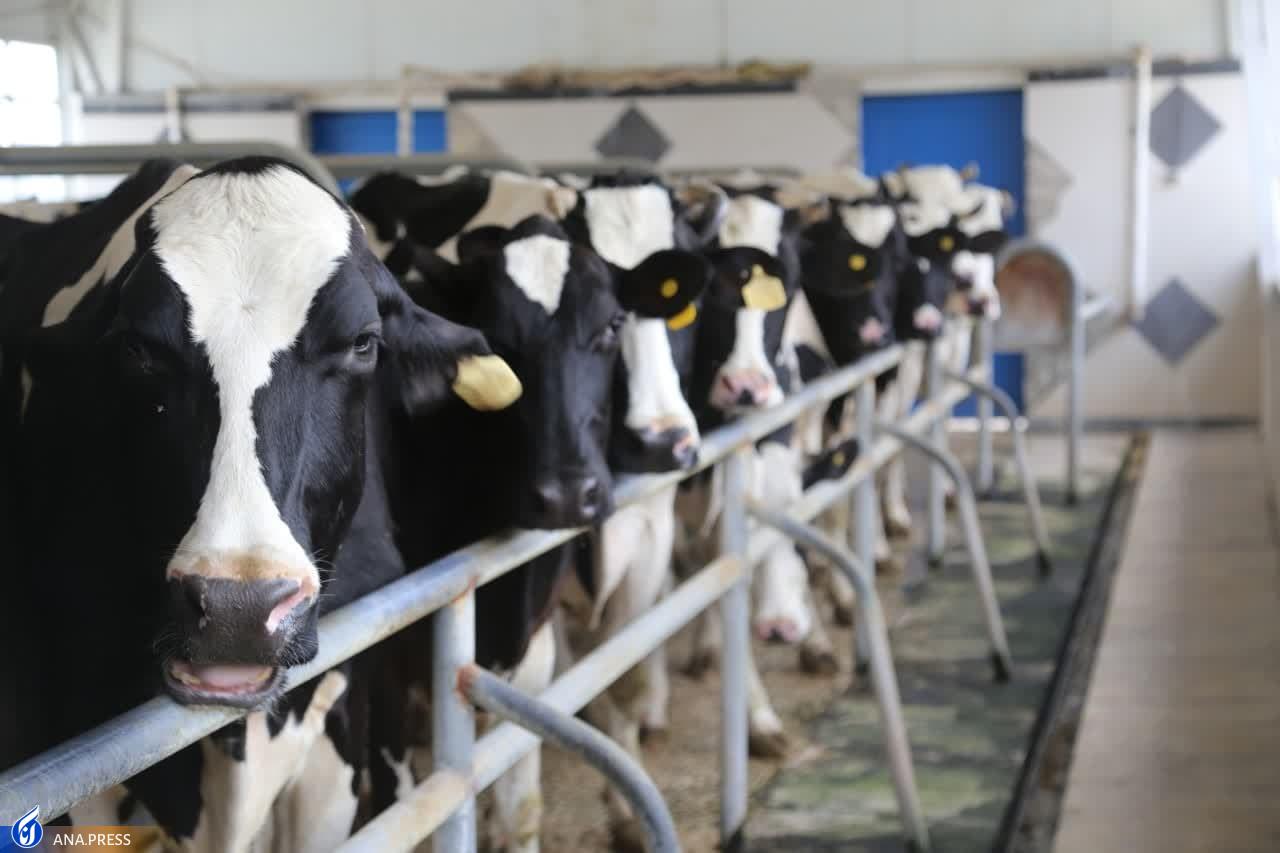 دامپروری و کشاورزی دانشگاه آزاد اسلامی واحد کرمانشاه