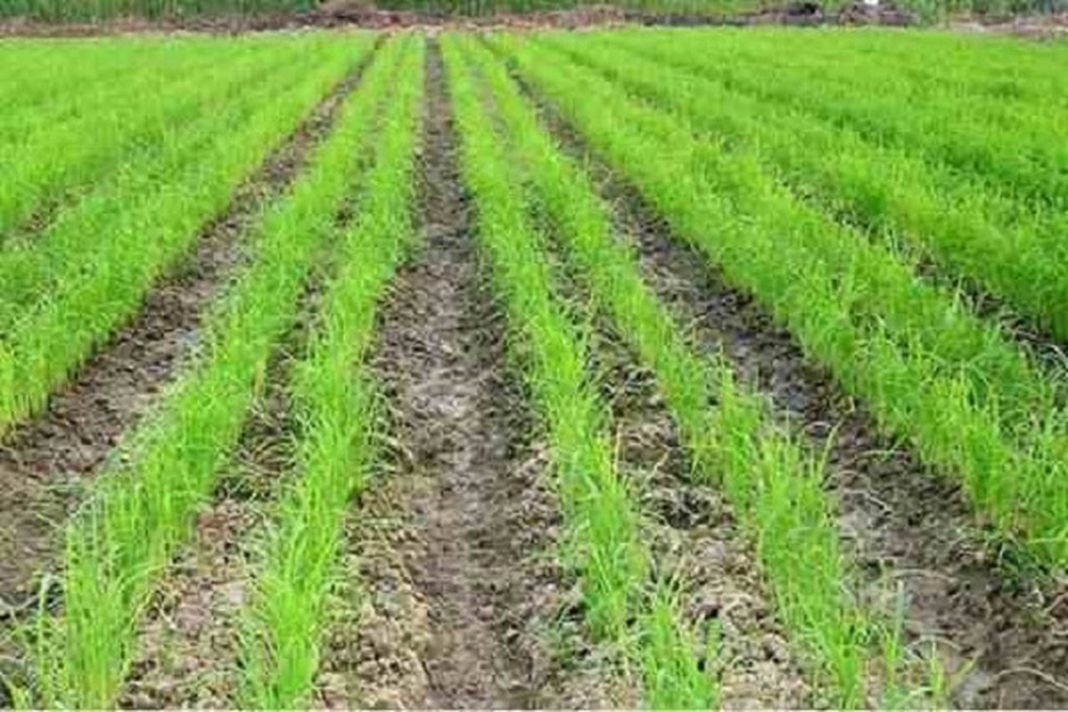 افزایش تولیدبرنج در خشکه‌کاری