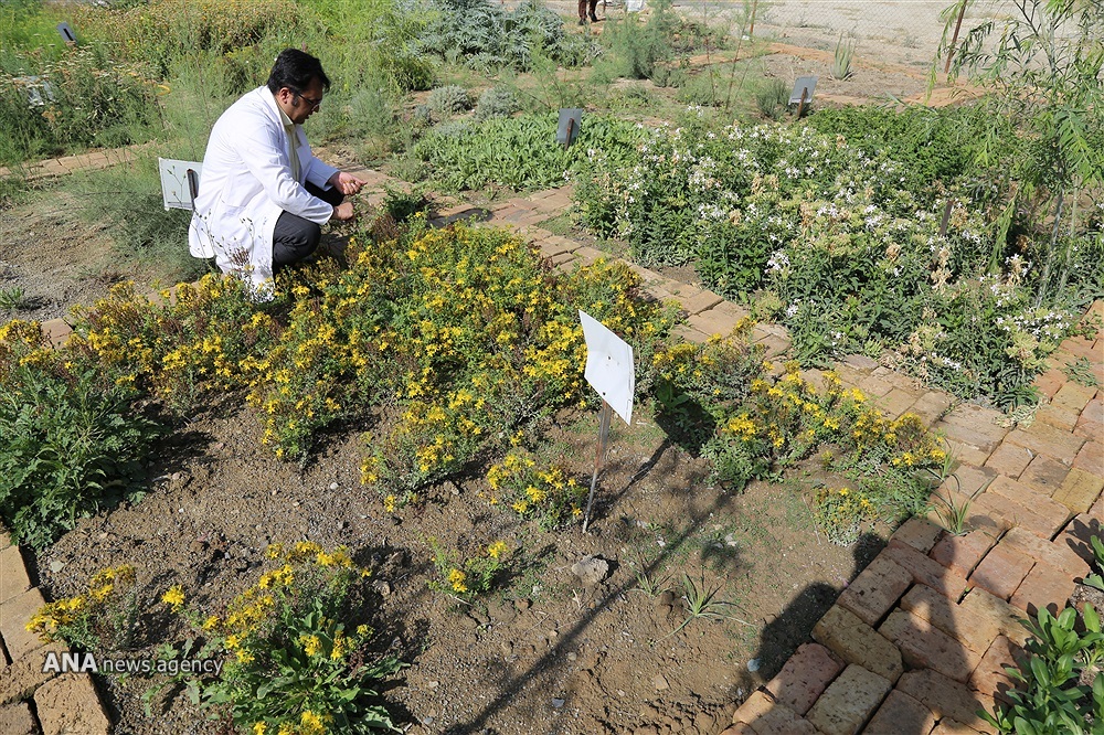 فن‌بازار و نمایشگاه ازدیاد درختان میوه برگزار می‌شود