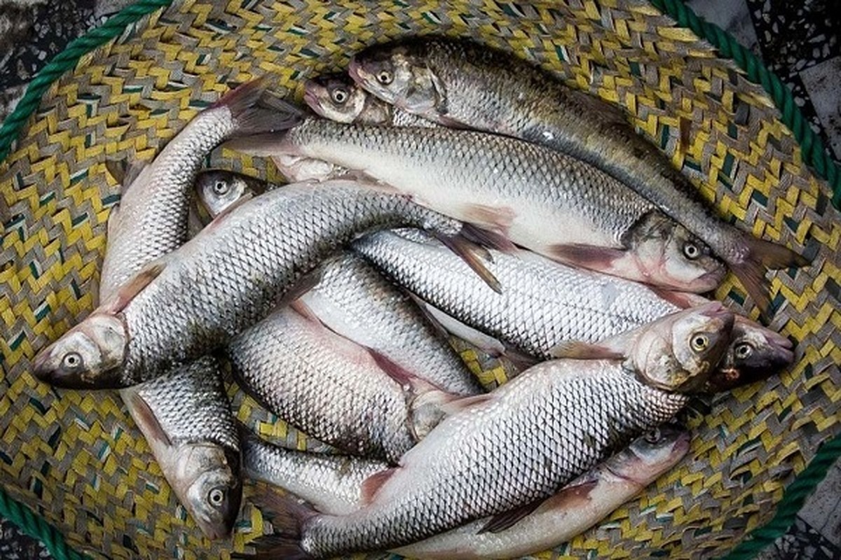 نوسان قیمت در بازار ماهی