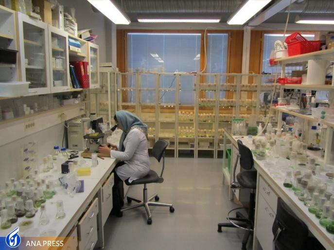 بانک تخصصی جلبک با ۲۰۰ سویه مختلف از مناطق مختلف کشور بانک تخصصی جلبک با ۲۰۰ سویه مختلف از مناطق مختلف کشور