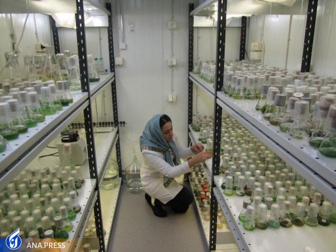 بانک تخصصی جلبک با ۲۰۰ سویه مختلف از مناطق مختلف کشور بانک تخصصی جلبک با ۲۰۰ سویه مختلف از مناطق مختلف کشور