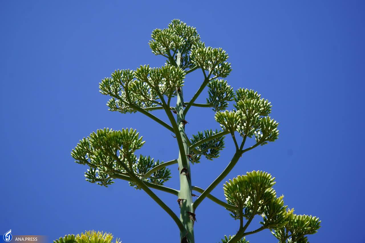 گلدهی گیاه صدساله در دانشگاه آزاد شیراز گلدهی گیاه صدساله در دانشگاه آزاد شیراز