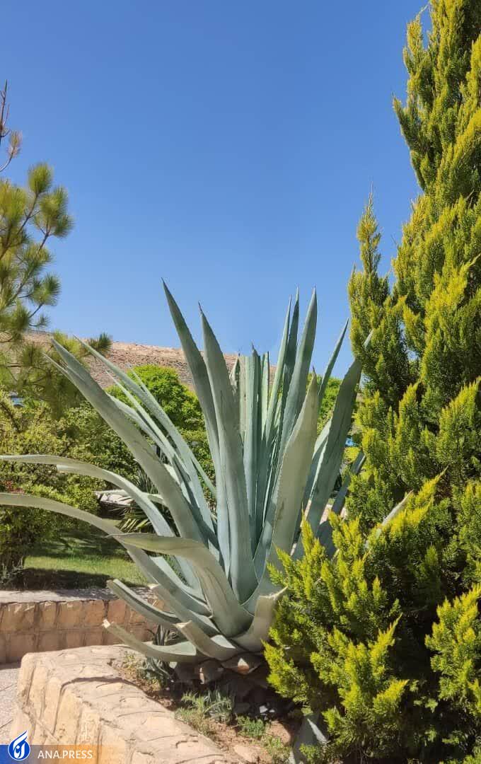 گلدهی گیاه صدساله در دانشگاه آزاد شیراز گلدهی گیاه صدساله در دانشگاه آزاد شیراز