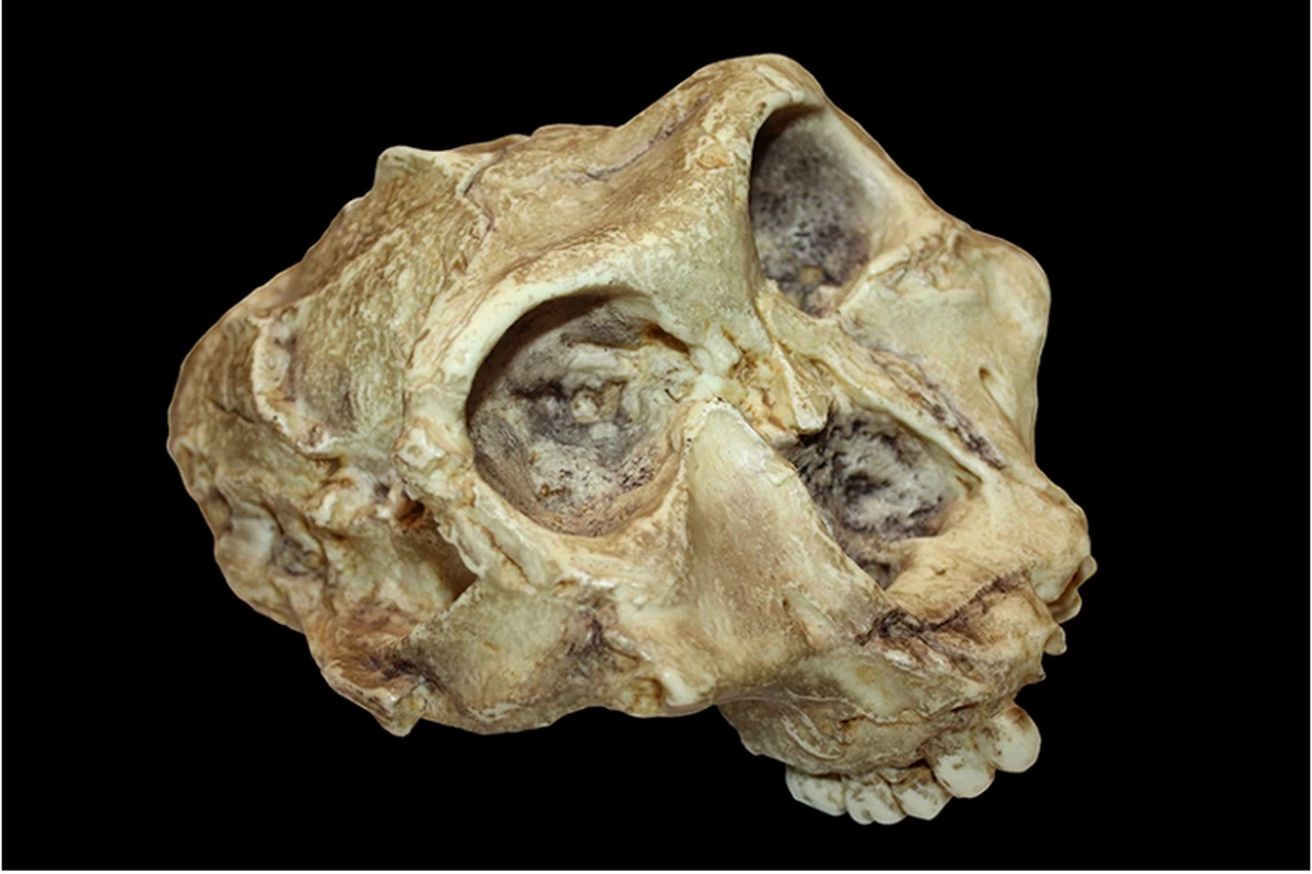 دستیابی به قدیمی‌ترین داده‌های ژنتیکی انسان در دندان ۲ میلیون ساله