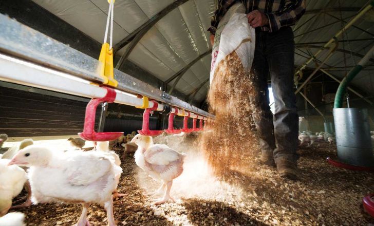 لزوم اجرای سیاست تجهیز مرغداریها با محصولات فناورانه مرغداری