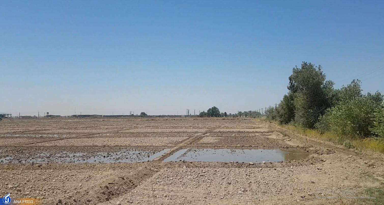 نوید تولید محصول در ۲۲ هکتار زمین زراعی دانشگاه آزاد اهواز/ ۱۰ هکتار شلتوک برنج کشت شد نوید تولید محصول در ۲۲ هکتار زمین زراعی دانشگاه آزاد اهواز/ ۱۰ هکتار شلتوک برنج کشت شد