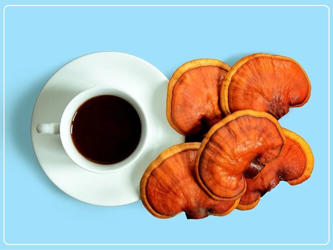 قهوه گانودرما با خواص باورنکردنی قهوه گانودرما با خواص باورنکردنی