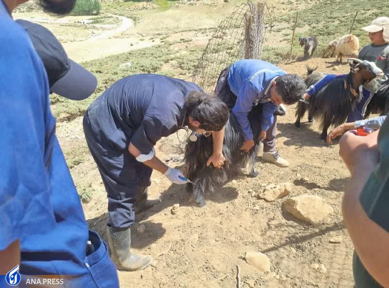 معاینه ۱۱ هزار و ۵۰۰ رأس دام توسط ۱۷ دانشجوی دامپزشکی معاینه ۱۱ هزار و ۵۰۰ رأس دام توسط ۱۷ دانشجوی دامپزشکی