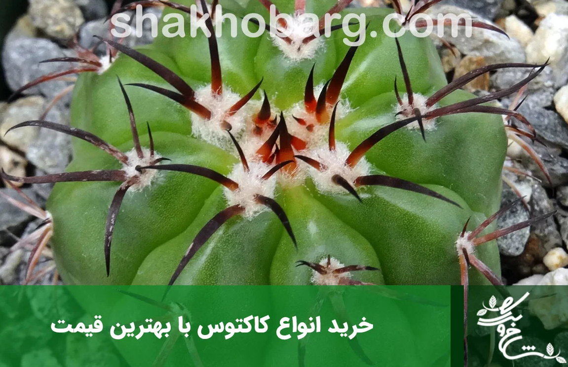 بهترین نوع کاکتوس برای خانه + روش نگهداری بهترین نوع کاکتوس برای خانه + روش نگهداری