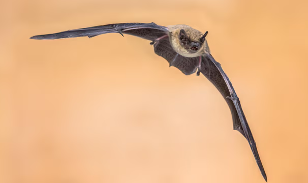 غیرممکنی که با فناوری ممکن شد/ موفقیت هوش مصنوعی در ردیابی و شناسایی حیات وحش غیرممکنی که با فناوری ممکن شد/ موفقیت هوش مصنوعی در ردیابی و شناسایی حیات وحش