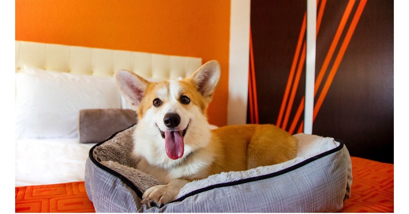 شرایط حضور حیوان خانگی در هتل های استانبول!