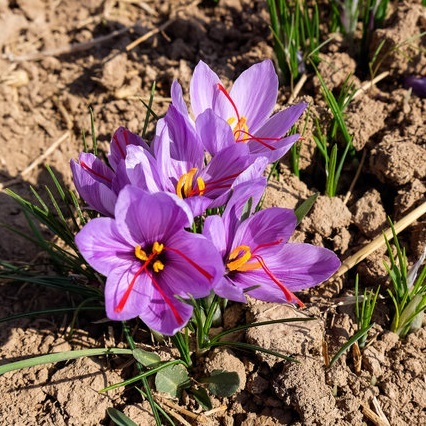 کود آهن برای زعفران و نکات مهم آن