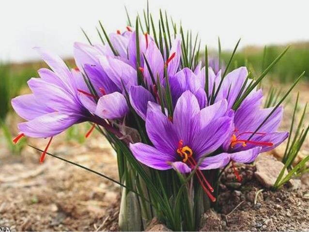 کود آهن برای زعفران و نکات مهم آن کود آهن برای زعفران و نکات مهم آن