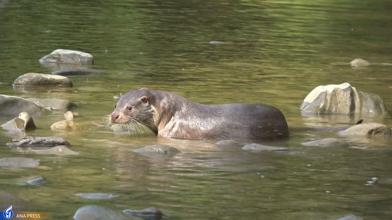 عزم «سفر به البرز وحشی» برای درخشش در جشنواره هفدهم حقیقت +عکس عزم «سفر به البرز وحشی» برای درخشش در جشنواره هفدهم حقیقت +عکس