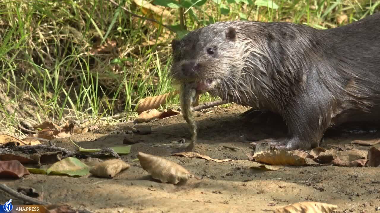 در تولید مستند حیات وحش به دروازههای جهانی رسیدهایم/ عزم «سفر به البرز وحشی» برای درخشش در جشنواره هفدهم حقیقت در تولید مستند حیات وحش به دروازههای جهانی رسیدهایم/ عزم «سفر به البرز وحشی» برای درخشش در جشنواره هفدهم حقیقت