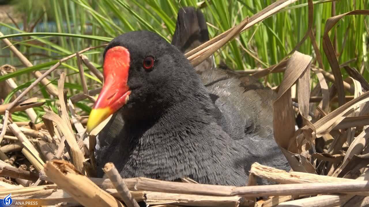 در تولید مستند حیات وحش به دروازههای جهانی رسیدهایم/ عزم «سفر به البرز وحشی» برای درخشش در جشنواره هفدهم حقیقت در تولید مستند حیات وحش به دروازههای جهانی رسیدهایم/ عزم «سفر به البرز وحشی» برای درخشش در جشنواره هفدهم حقیقت