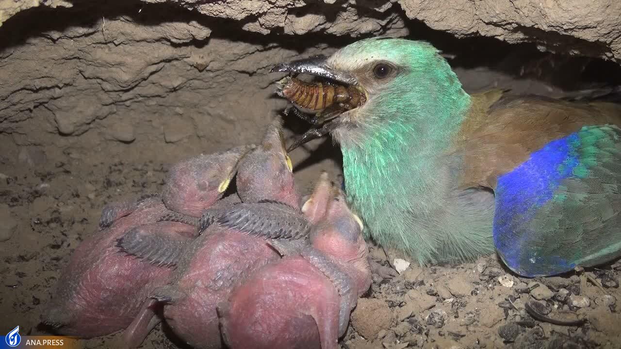 در تولید مستند حیات وحش به دروازههای جهانی رسیدهایم/ عزم «سفر به البرز وحشی» برای درخشش در جشنواره هفدهم حقیقت در تولید مستند حیات وحش به دروازههای جهانی رسیدهایم/ عزم «سفر به البرز وحشی» برای درخشش در جشنواره هفدهم حقیقت