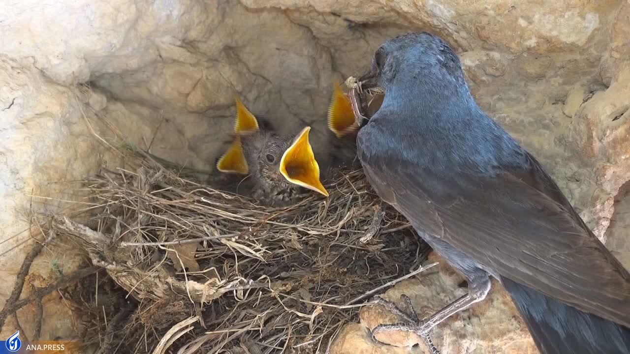 در تولید مستند حیات وحش به دروازههای جهانی رسیدهایم/ عزم «سفر به البرز وحشی» برای درخشش در جشنواره هفدهم حقیقت در تولید مستند حیات وحش به دروازههای جهانی رسیدهایم/ عزم «سفر به البرز وحشی» برای درخشش در جشنواره هفدهم حقیقت