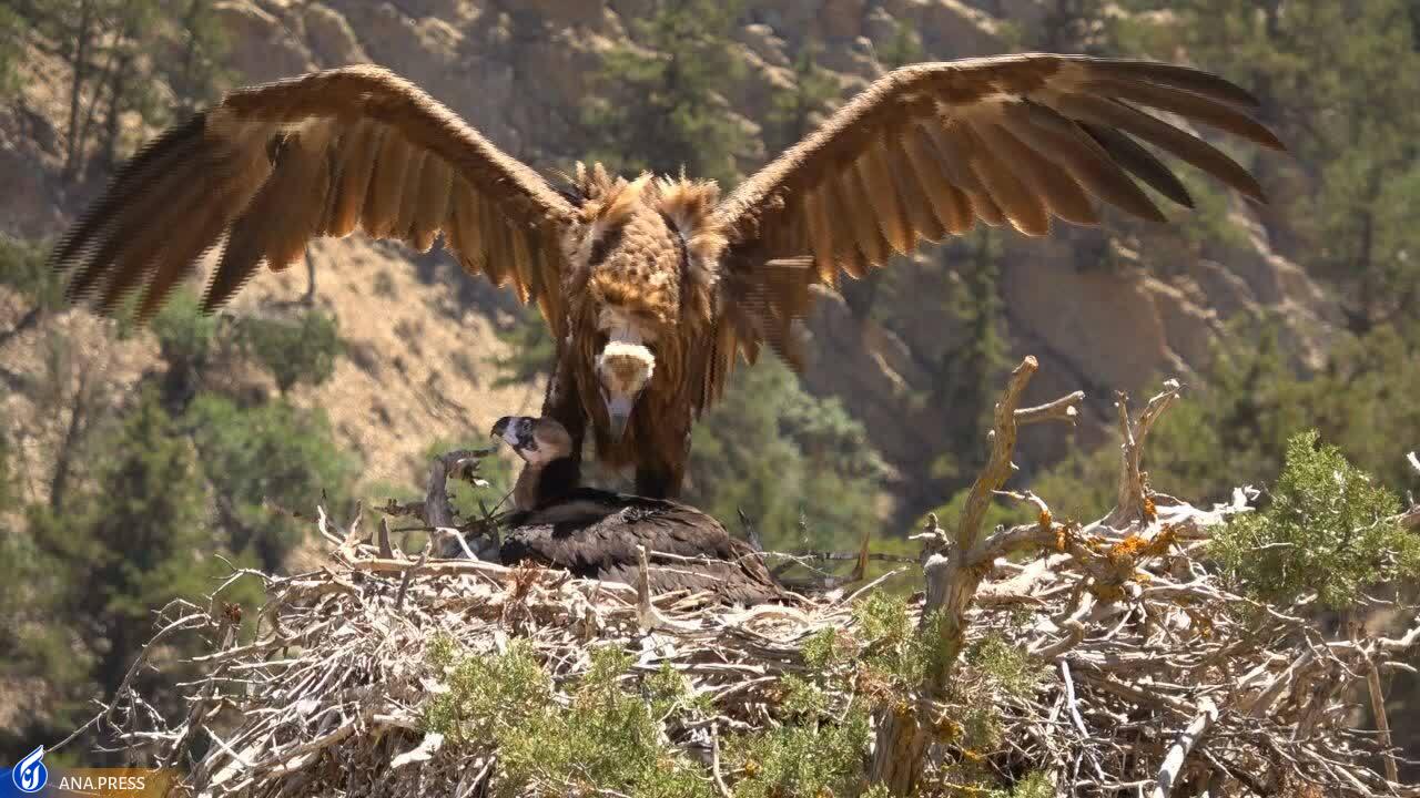 در تولید مستند حیات وحش به دروازههای جهانی رسیدهایم/ عزم «سفر به البرز وحشی» برای درخشش در جشنواره هفدهم حقیقت در تولید مستند حیات وحش به دروازههای جهانی رسیدهایم/ عزم «سفر به البرز وحشی» برای درخشش در جشنواره هفدهم حقیقت