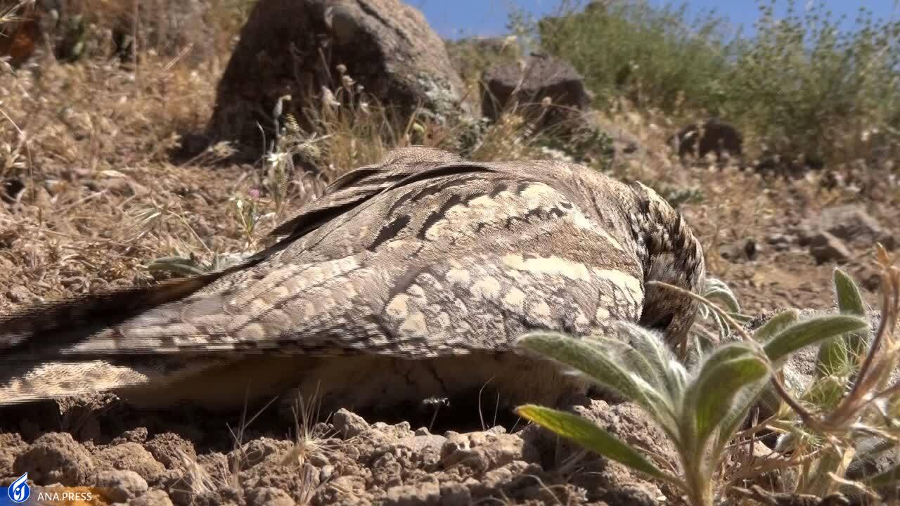 در تولید مستند حیات وحش به دروازههای جهانی رسیدهایم/ عزم «سفر به البرز وحشی» برای درخشش در جشنواره هفدهم حقیقت در تولید مستند حیات وحش به دروازههای جهانی رسیدهایم/ عزم «سفر به البرز وحشی» برای درخشش در جشنواره هفدهم حقیقت