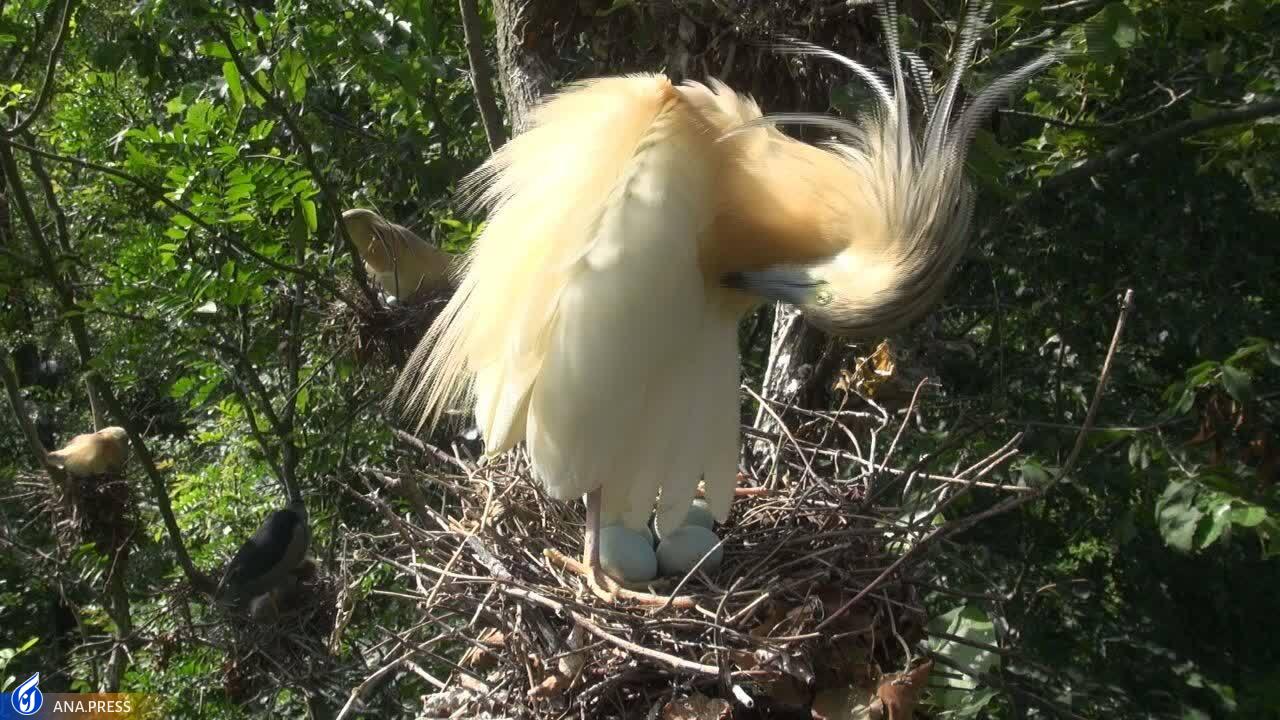 در تولید مستند حیات وحش به دروازههای جهانی رسیدهایم/ عزم «سفر به البرز وحشی» برای درخشش در جشنواره هفدهم حقیقت در تولید مستند حیات وحش به دروازههای جهانی رسیدهایم/ عزم «سفر به البرز وحشی» برای درخشش در جشنواره هفدهم حقیقت