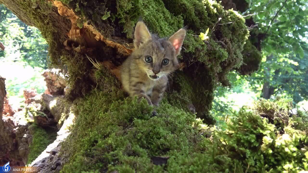 در تولید مستند حیات وحش به دروازههای جهانی رسیدهایم/ عزم «سفر به البرز وحشی» برای درخشش در جشنواره هفدهم حقیقت در تولید مستند حیات وحش به دروازههای جهانی رسیدهایم/ عزم «سفر به البرز وحشی» برای درخشش در جشنواره هفدهم حقیقت