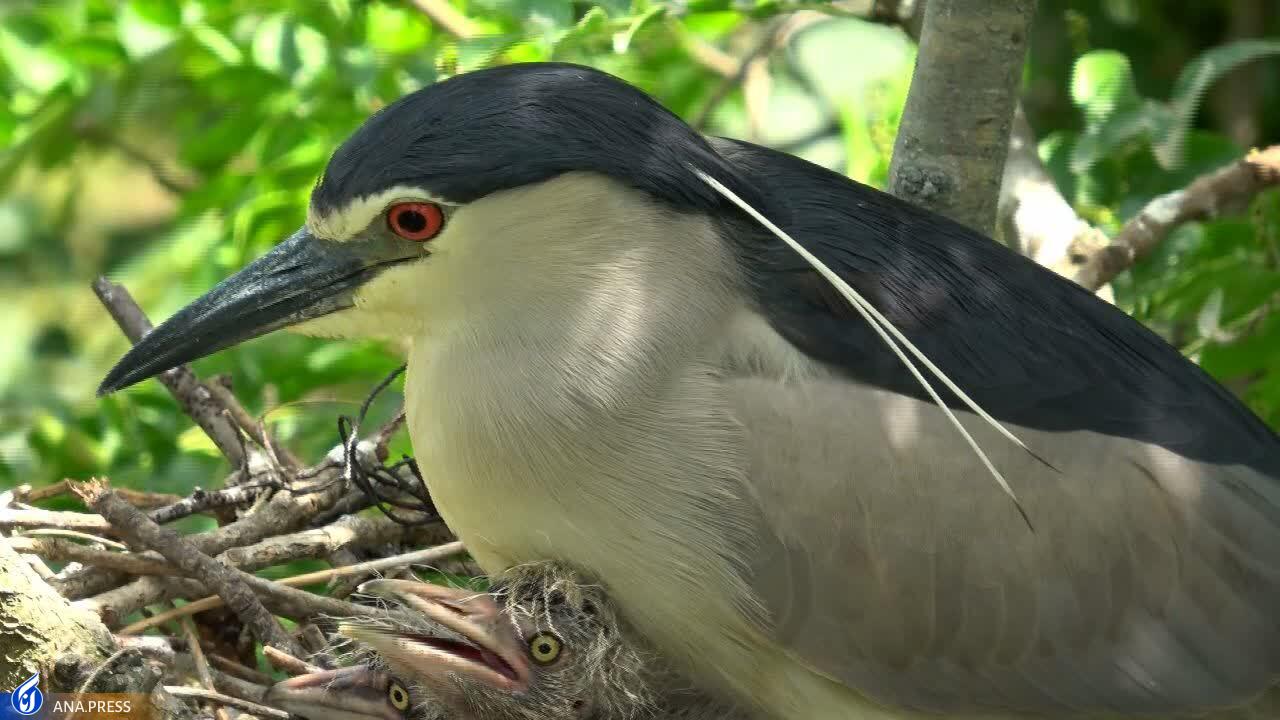 در تولید مستند حیات وحش به دروازههای جهانی رسیدهایم/ عزم «سفر به البرز وحشی» برای درخشش در جشنواره هفدهم حقیقت در تولید مستند حیات وحش به دروازههای جهانی رسیدهایم/ عزم «سفر به البرز وحشی» برای درخشش در جشنواره هفدهم حقیقت