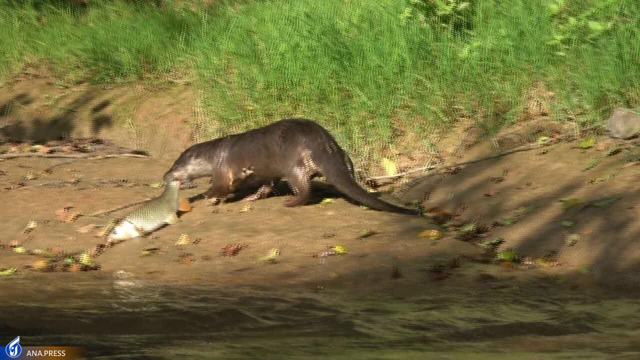 در تولید مستند حیات وحش به دروازههای جهانی رسیدهایم/ عزم «سفر به البرز وحشی» برای درخشش در جشنواره هفدهم حقیقت در تولید مستند حیات وحش به دروازههای جهانی رسیدهایم/ عزم «سفر به البرز وحشی» برای درخشش در جشنواره هفدهم حقیقت