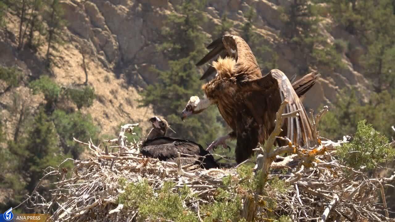 در تولید مستند حیات وحش به دروازههای جهانی رسیدهایم/ عزم «سفر به البرز وحشی» برای درخشش در جشنواره هفدهم حقیقت در تولید مستند حیات وحش به دروازههای جهانی رسیدهایم/ عزم «سفر به البرز وحشی» برای درخشش در جشنواره هفدهم حقیقت