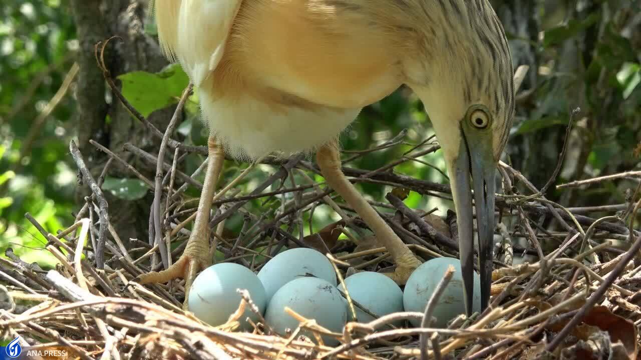 عزم «سفر به البرز وحشی» برای درخشش در جشنواره هفدهم حقیقت +عکس عزم «سفر به البرز وحشی» برای درخشش در جشنواره هفدهم حقیقت +عکس